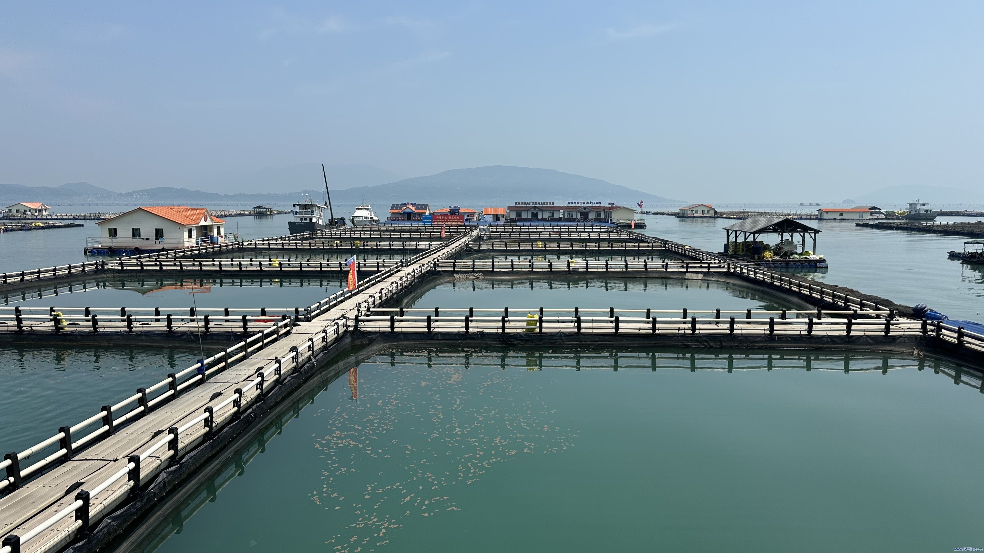 宁德大黄鱼衍生基地。东谈主民网记者 王绍绍摄